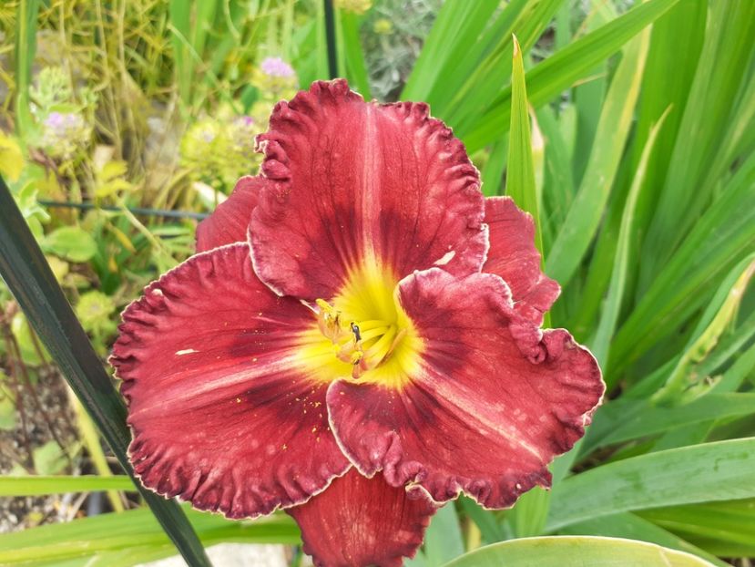 Purplelicious - Hemerocallis 2021