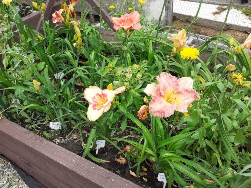 C'est la vie and spacecoast starburst - Hemerocallis 2021