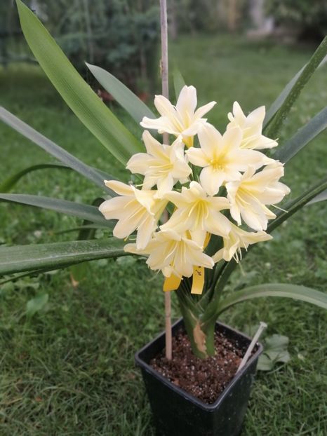  - CLIVIA