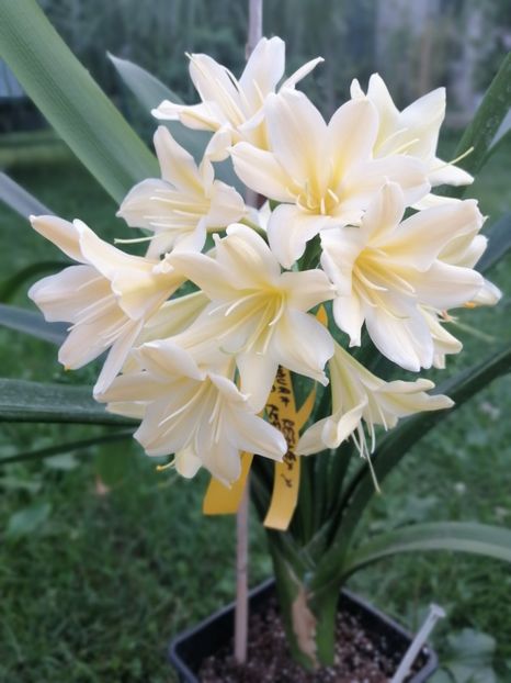  - CLIVIA