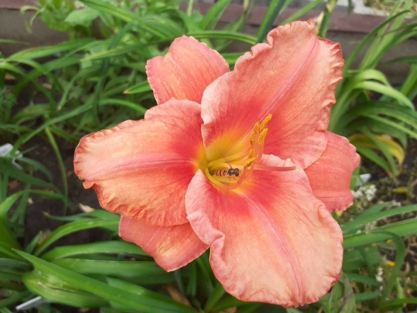 South Seas - Hemerocallis 2021
