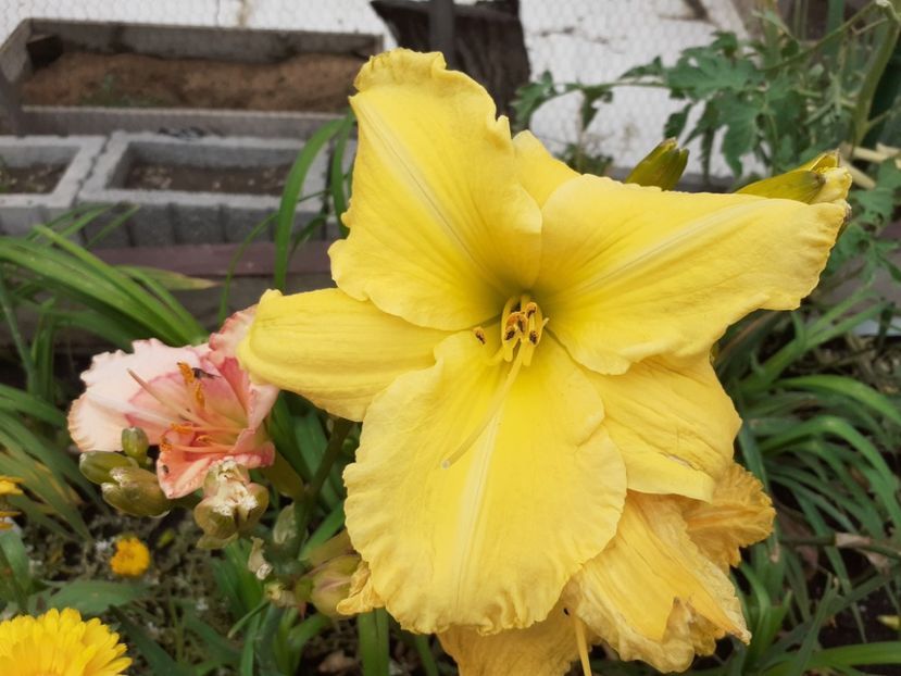 Inku Zelys - Hemerocallis 2021