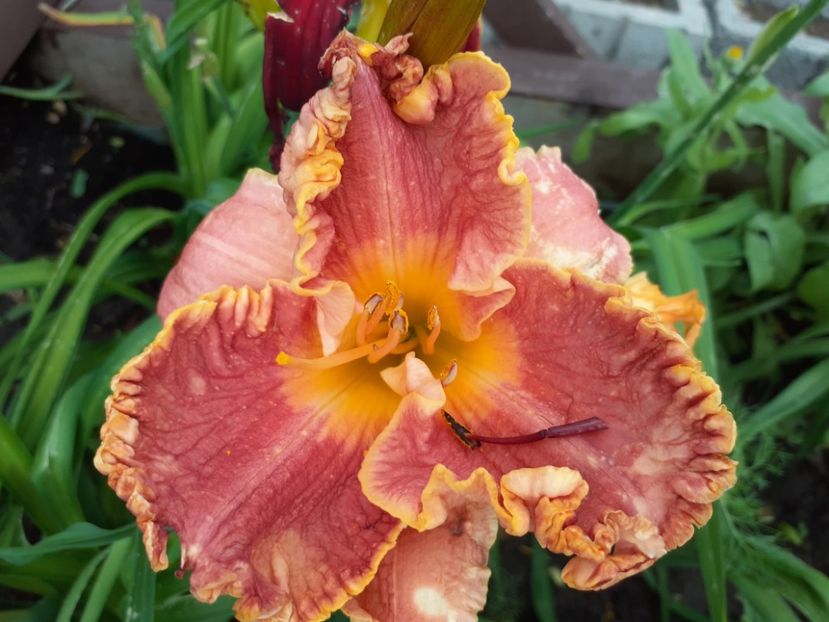 Spacecoast starburst in the morning - Hemerocallis 2021