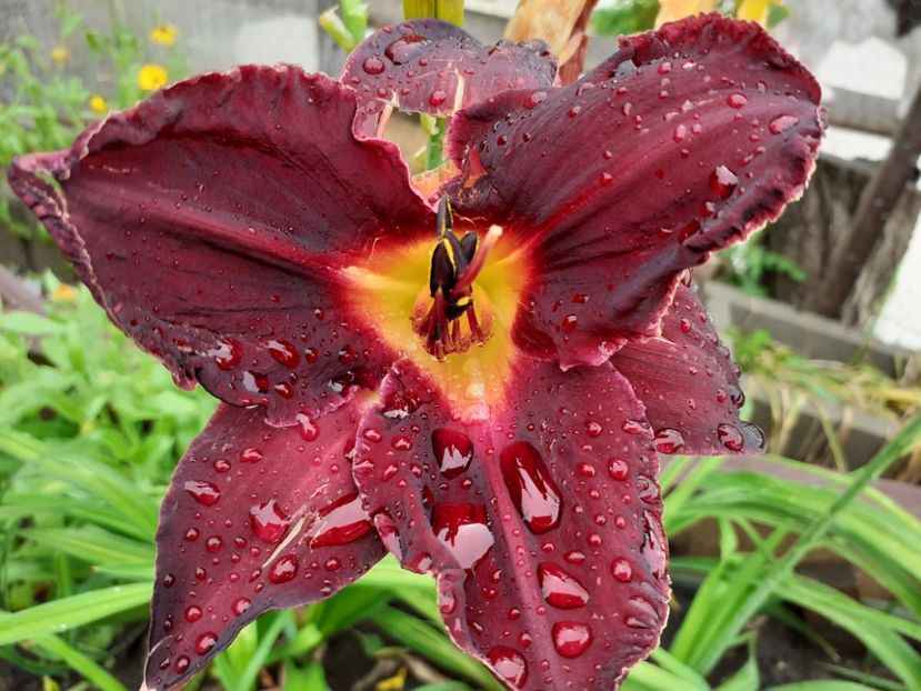 Queen of Night - Hemerocallis 2021