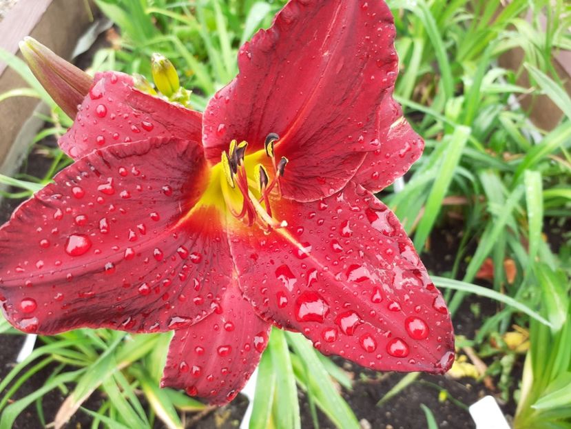 Kleopatra - Hemerocallis 2021