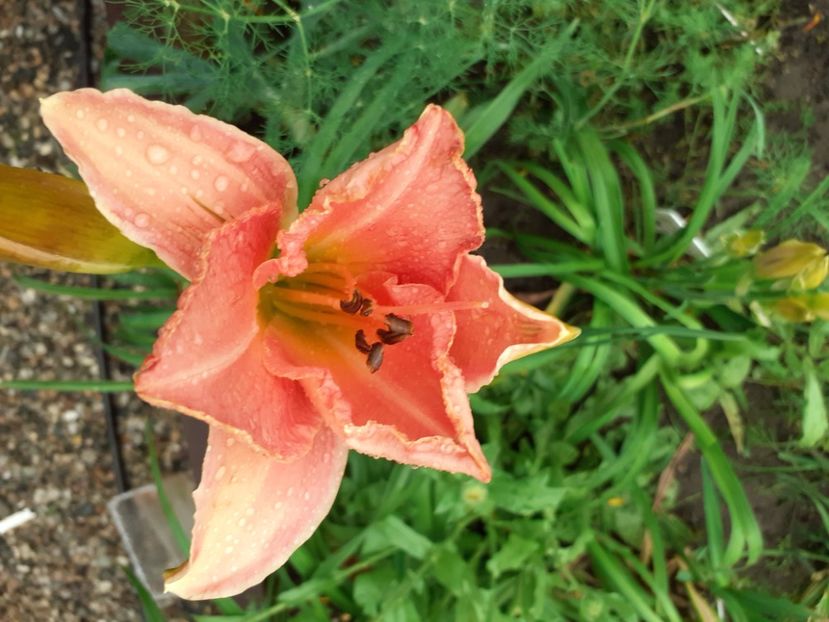 South Seas - Hemerocallis 2021