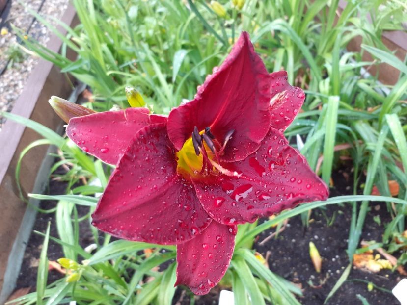 Kleopatra in the morning - Hemerocallis 2021