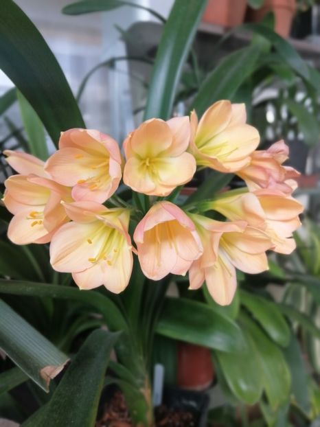  - Clivia Pink pastel