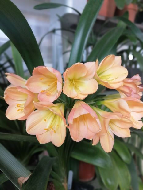  - Clivia Pink pastel