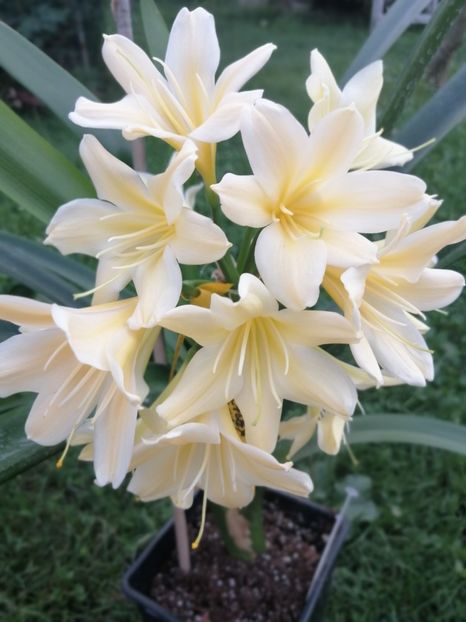  - Clivia Good Vico yellow x Nakamura yellow