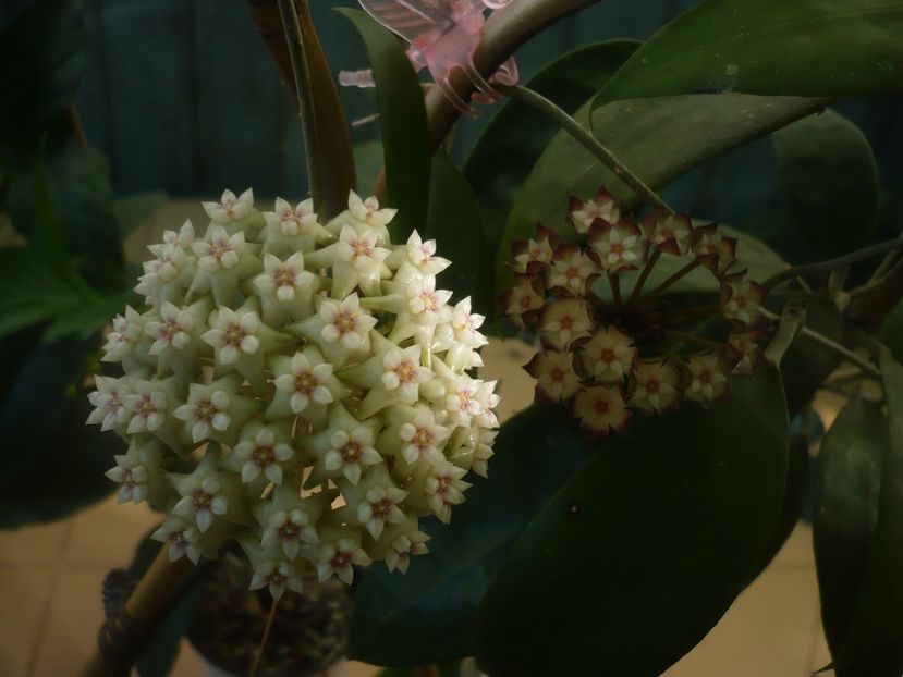 P1490132 - HOYA 2021-1
