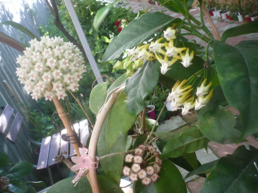 P1490136 - HOYA 2021-1