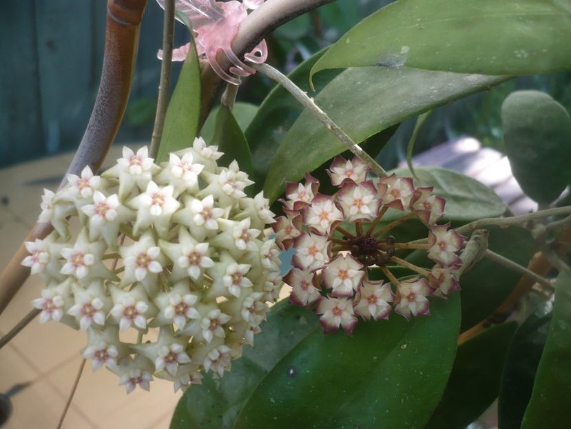 P1490137 - HOYA 2021-1