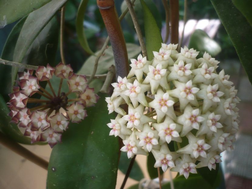 P1490138 - HOYA 2021-1