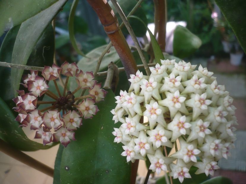 P1490139 - HOYA 2021-1