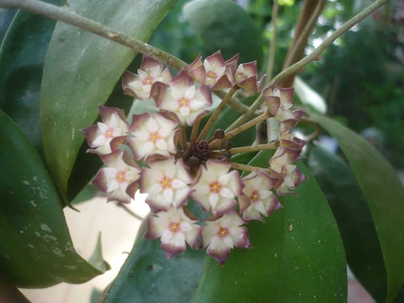 P1490140 - HOYA 2021-1