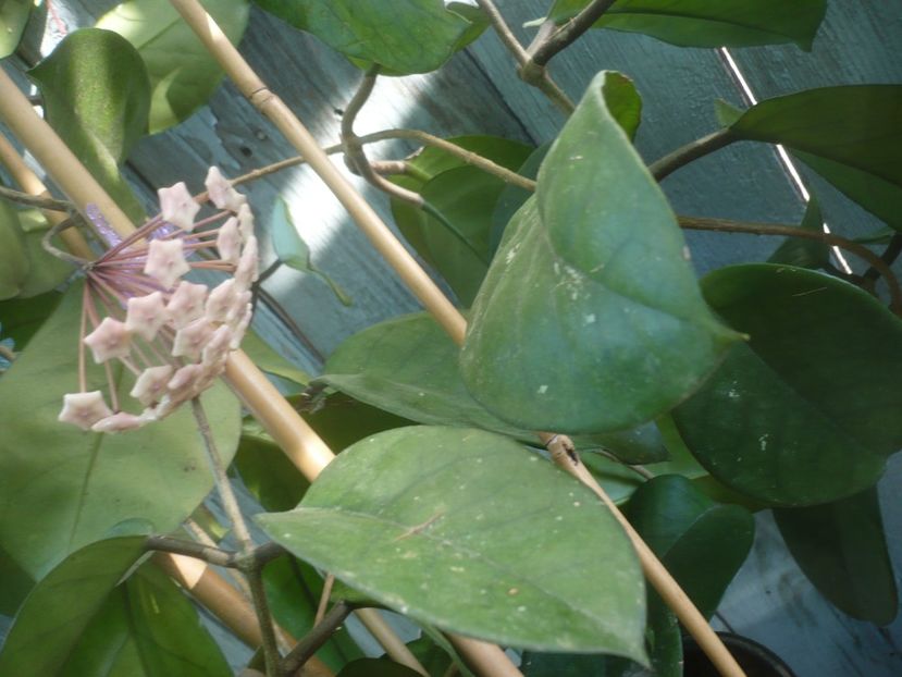 P1490142 - HOYA 2021-1