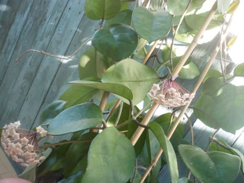 P1490143 - HOYA 2021-1