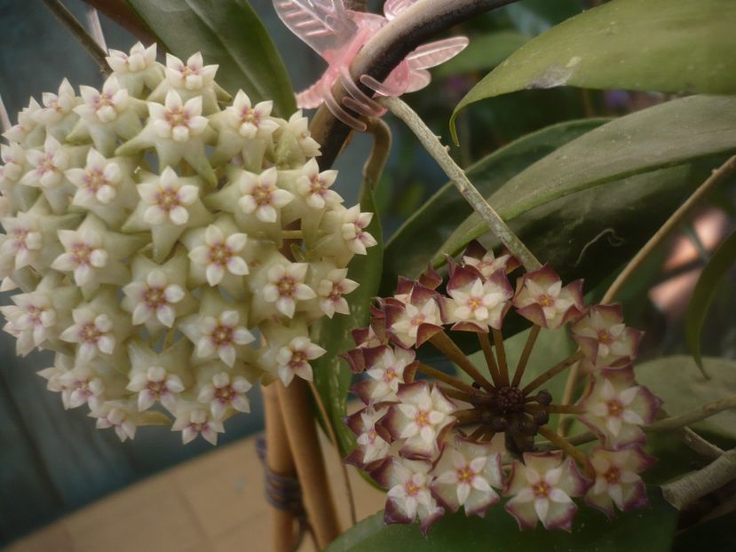 P1490144 - HOYA 2021-1