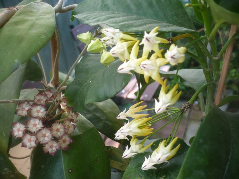 P1490147 - HOYA 2021-1
