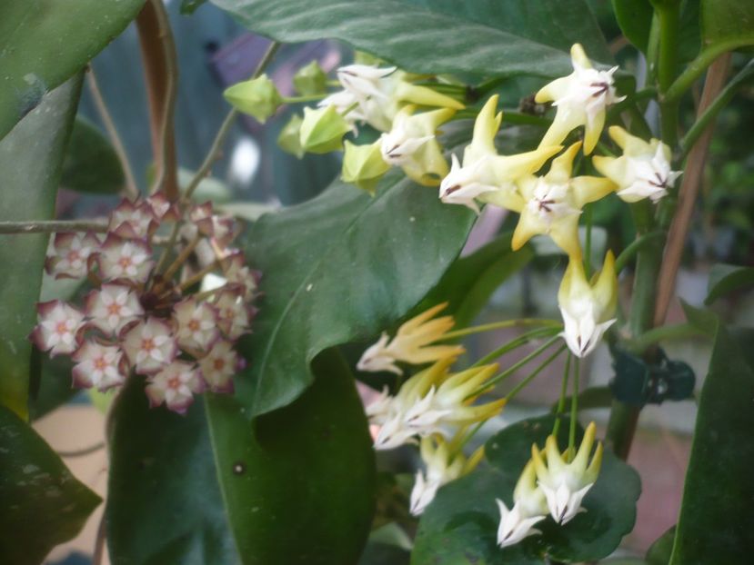 P1490149 - HOYA 2021-1