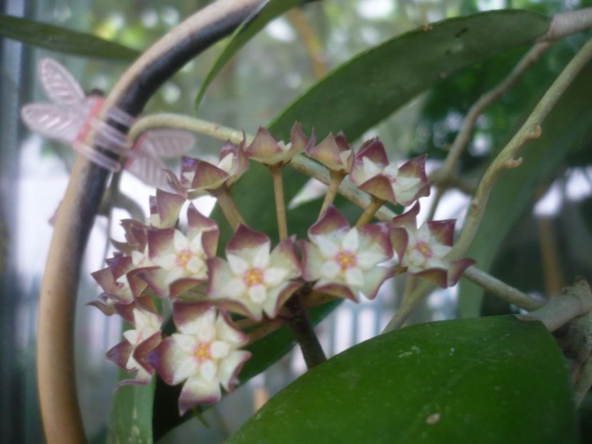 P1490150 - HOYA 2021-1
