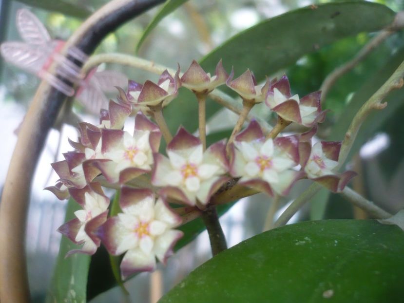 P1490151 - HOYA 2021-1