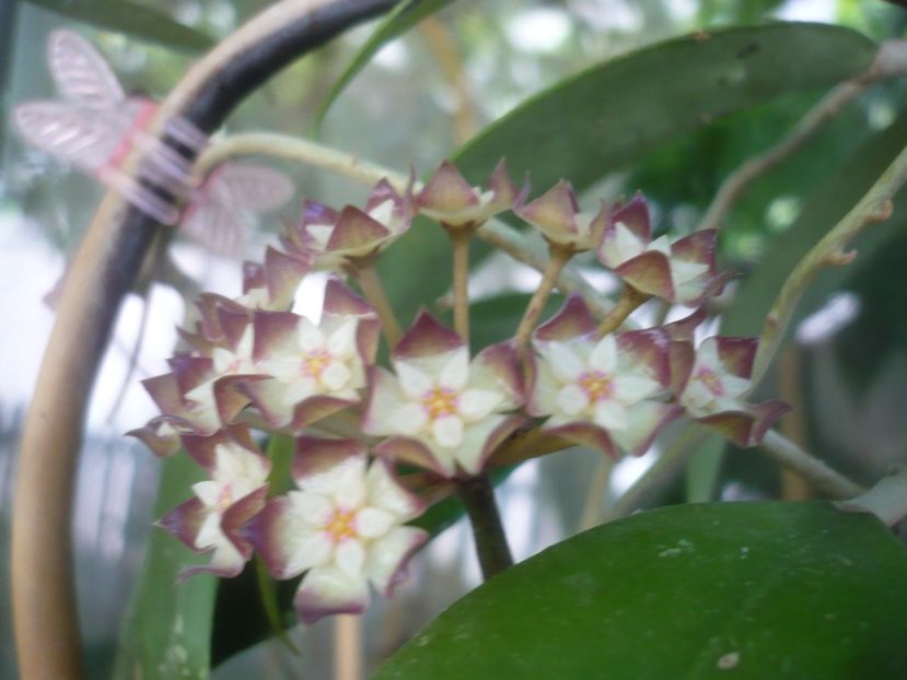 P1490152 - HOYA 2021-1