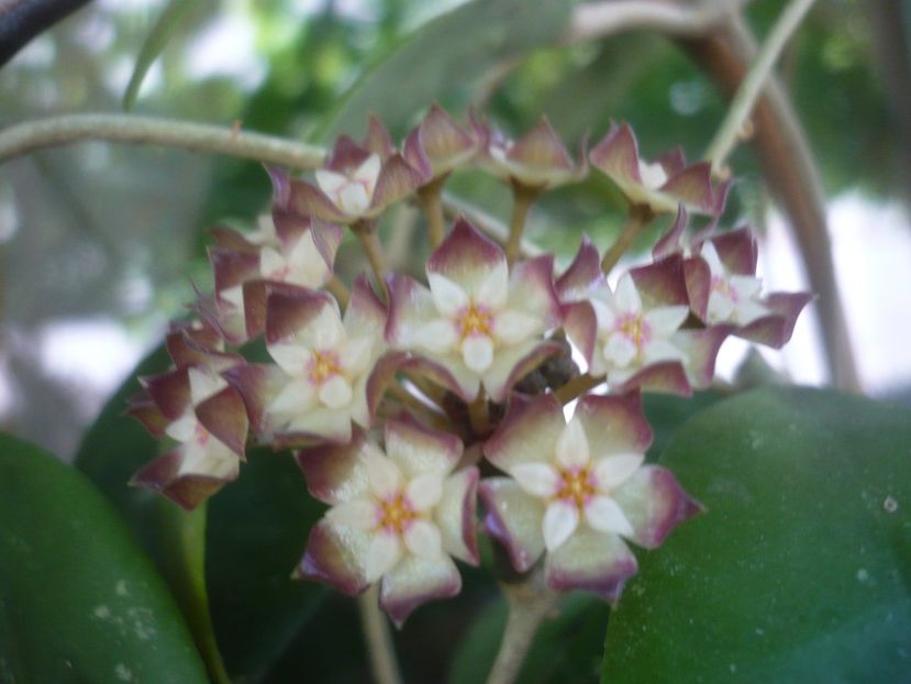 P1490155 - HOYA 2021-1