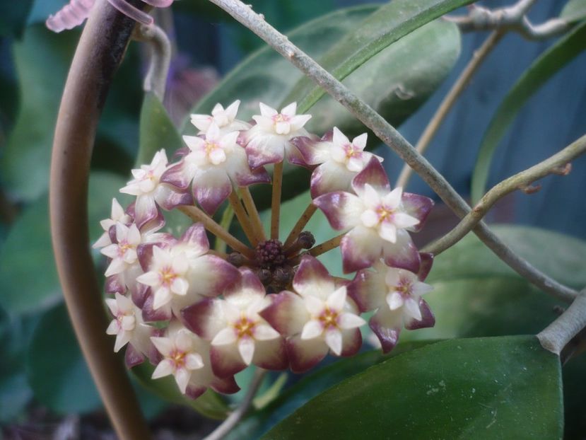 P1490156 - HOYA 2021-1