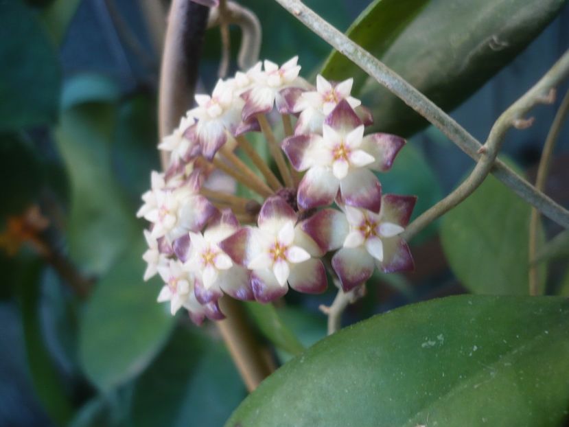 P1490157 - HOYA 2021-1