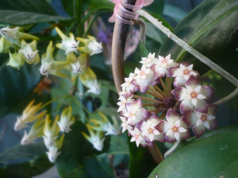 P1490160 - HOYA 2021-1