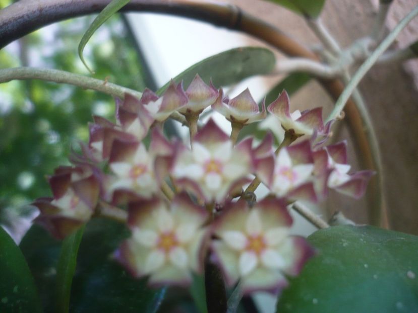 P1490125 - HOYA 2021-1
