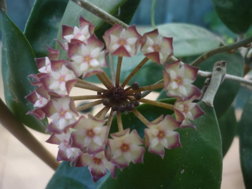 P1490127 - HOYA 2021-1