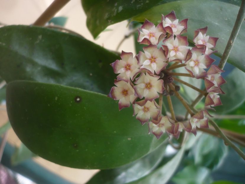 P1490128 - HOYA 2021-1