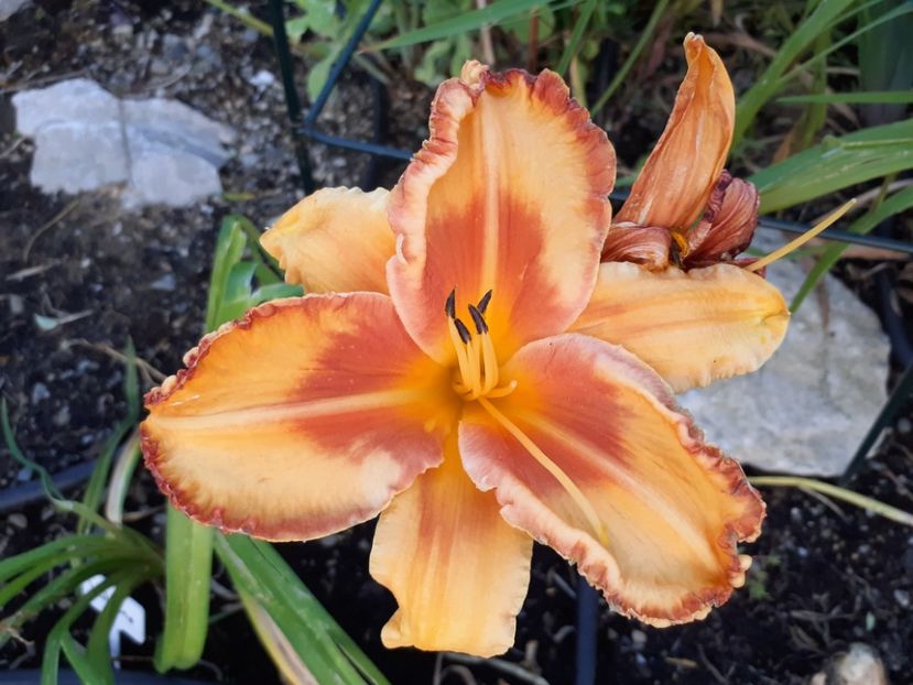 Volcano queen - Hemerocallis 2021