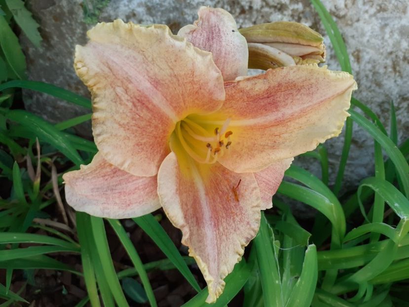Nn - Hemerocallis 2021
