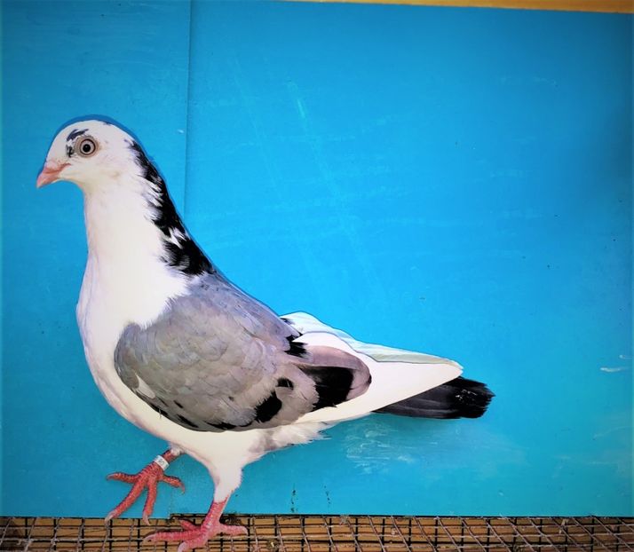 12243  mascul  2021 - Plecați ALBUM 3