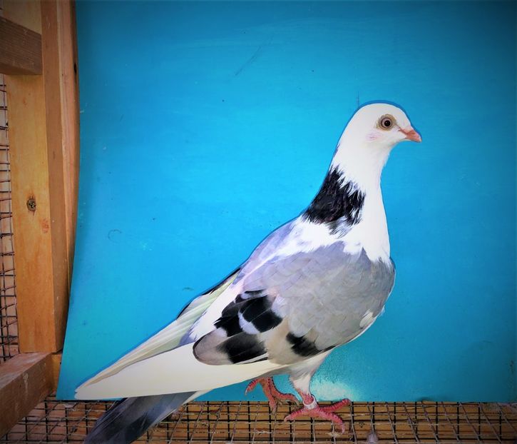 12283  mascul  2021 - Plecați ALBUM 3