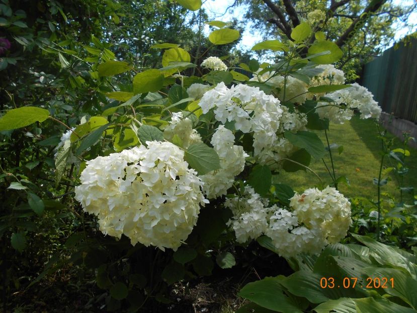  - 02 Azalee-rhododendroni-heleborusi-hortensii-hoste 2021