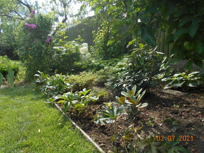  - 02 Azalee-rhododendroni-heleborusi-hortensii-hoste 2021