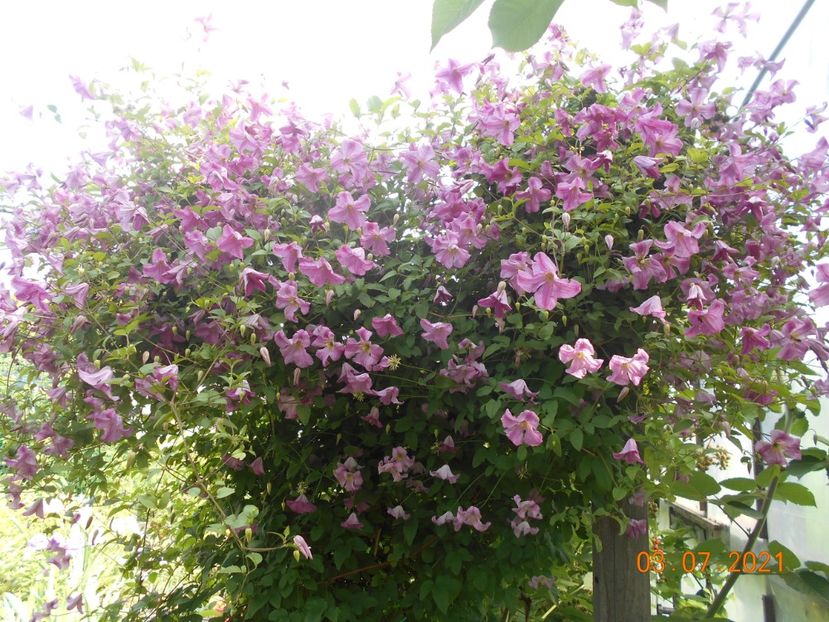  - 02 Clematite 2021