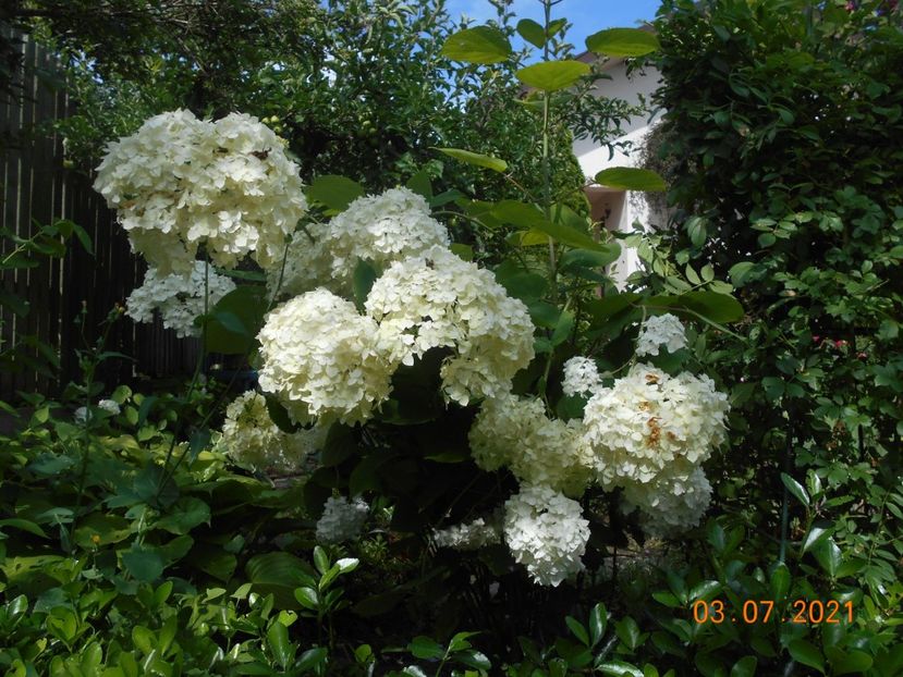  - 02 Azalee-rhododendroni-heleborusi-hortensii-hoste 2021