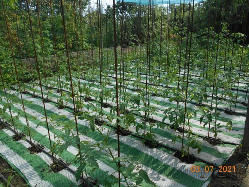  - 02 Gradina de legume 2021
