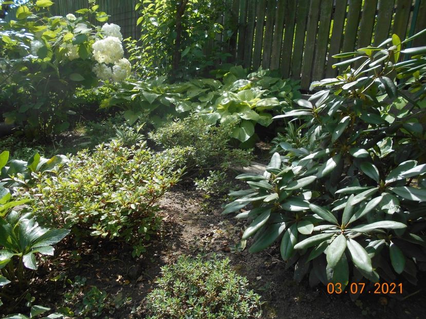  - 02 Azalee-rhododendroni-heleborusi-hortensii-hoste 2021