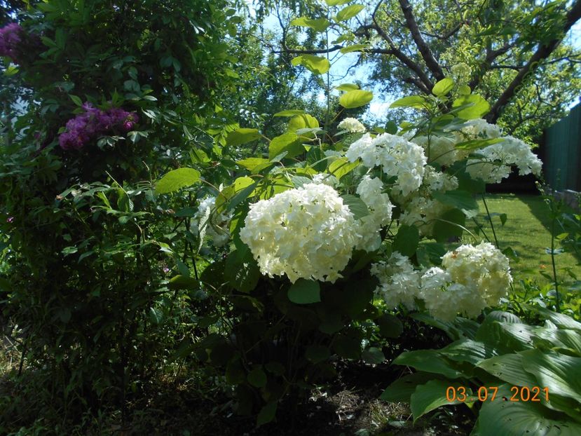  - 02 Azalee-rhododendroni-heleborusi-hortensii-hoste 2021