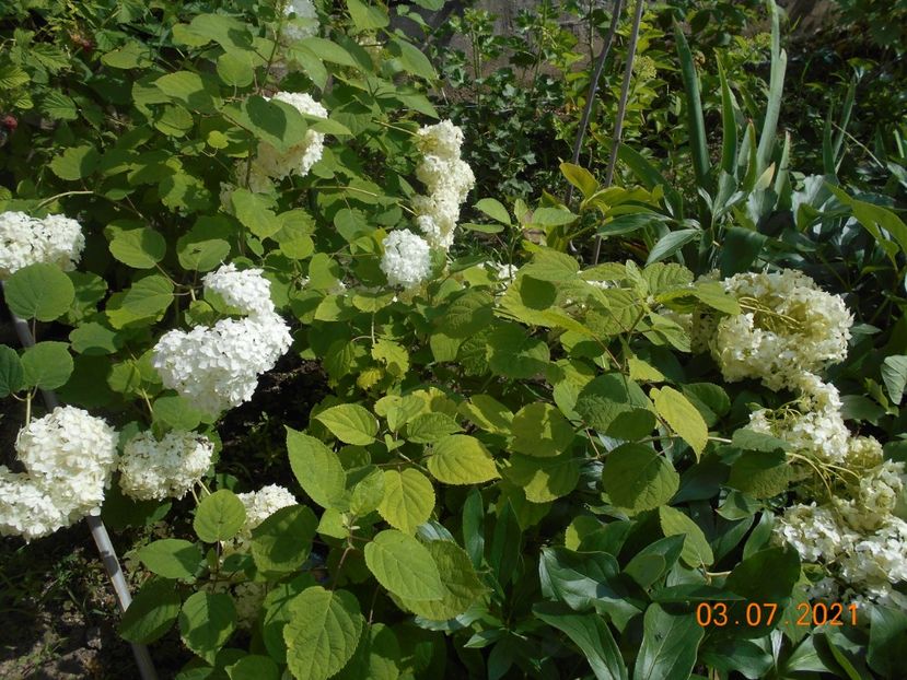  - 02 Azalee-rhododendroni-heleborusi-hortensii-hoste 2021
