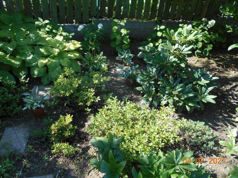  - 02 Azalee-rhododendroni-heleborusi-hortensii-hoste 2021