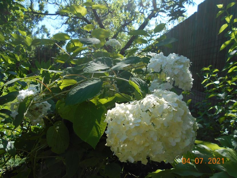 - 02 Azalee-rhododendroni-heleborusi-hortensii-hoste 2021