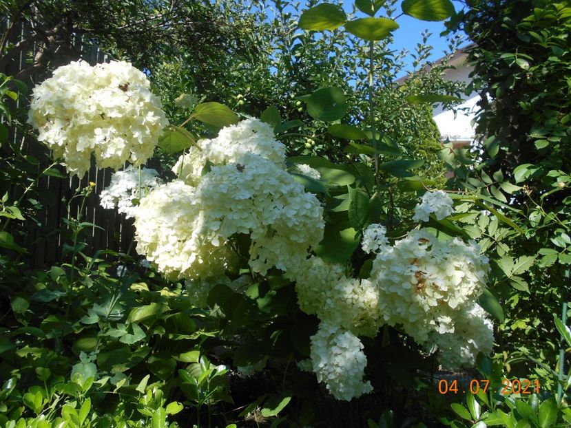  - 02 Azalee-rhododendroni-heleborusi-hortensii-hoste 2021